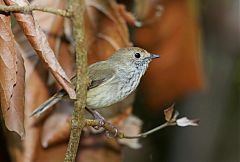 Brown Thornbill